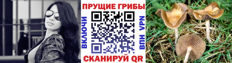 Галлюциногенные грибы GOLDEN TEACHER  Купить где  Светлоград 